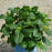 Hydrangea, Endless Summer® Pop Star® Macrophylla Hydrangea