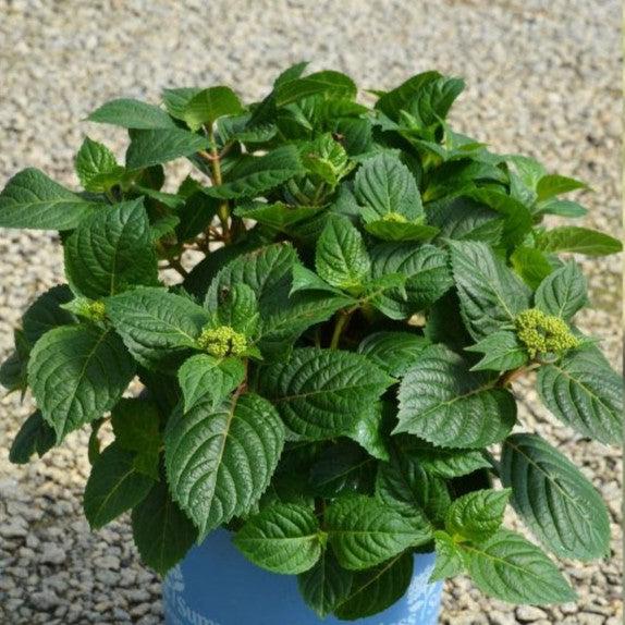 Hydrangea, Endless Summer® Pop Star® Macrophylla Hydrangea