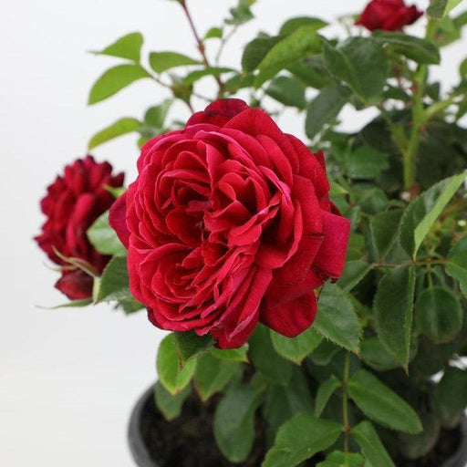 Rose, True Endearment Rose