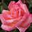 Rose, Chicago Peace® Rose