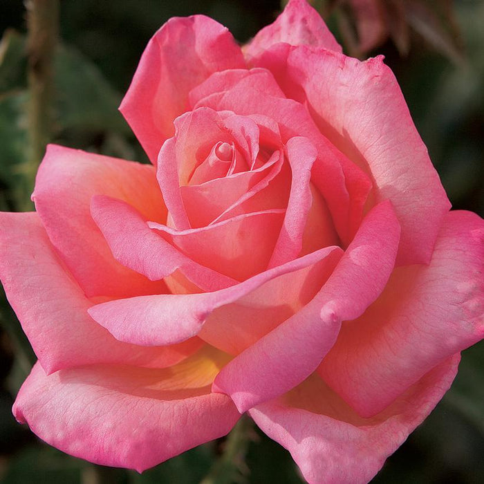 Rose, Chicago Peace® Rose