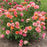 Rose, Tequila® Supreme Rose