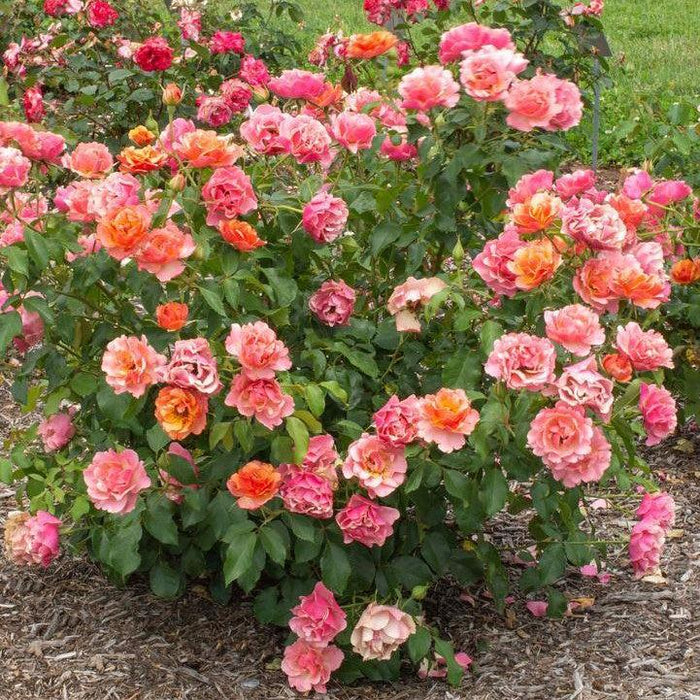 Rose, Tequila® Supreme Rose