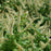 Sweetspire, PW® Fizzy Mizzy® Sweetspire