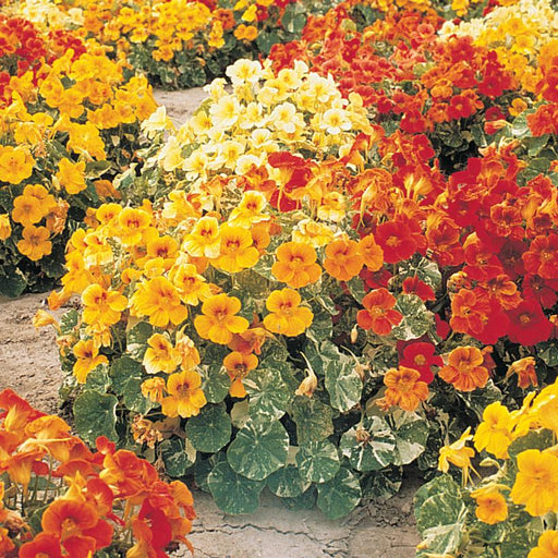 NASTURTIUM `ALASKA MIX` 1G