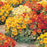 NASTURTIUM `ALASKA MIX` 1G