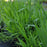 Grass, River Oats, Inland Sea Oats