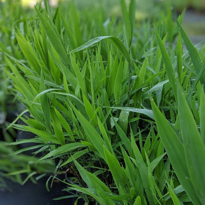 Grass, River Oats, Inland Sea Oats