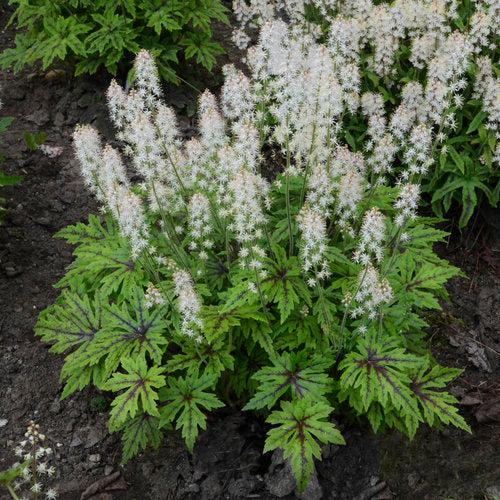 Foamflower, Cutting Edge Foamflower