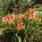 Daylily, Strawberry Candy Daylily