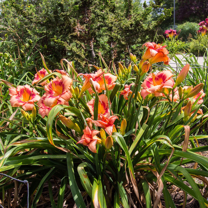 Daylily, Strawberry Candy Daylily
