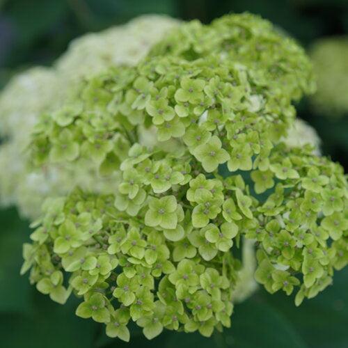 Hydrangea, Invincibelle Sublime™ Smooth Hydrangea