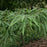 Fern, Sweet Fern