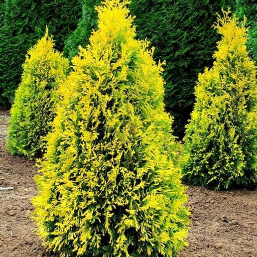 Arborvitae, Amber Gold Arborvitae