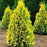 Arborvitae, Amber Gold Arborvitae