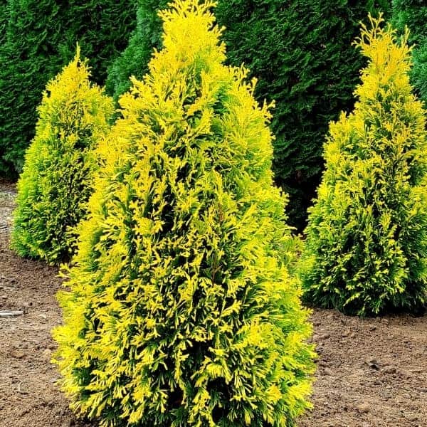 Arborvitae, Amber Gold Arborvitae