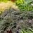 Cranesbill, Boom Chocolatta Cranesbill