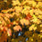 Maple, Sugar Maple