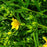 St. John's Wort, Gemo St. John's Wort