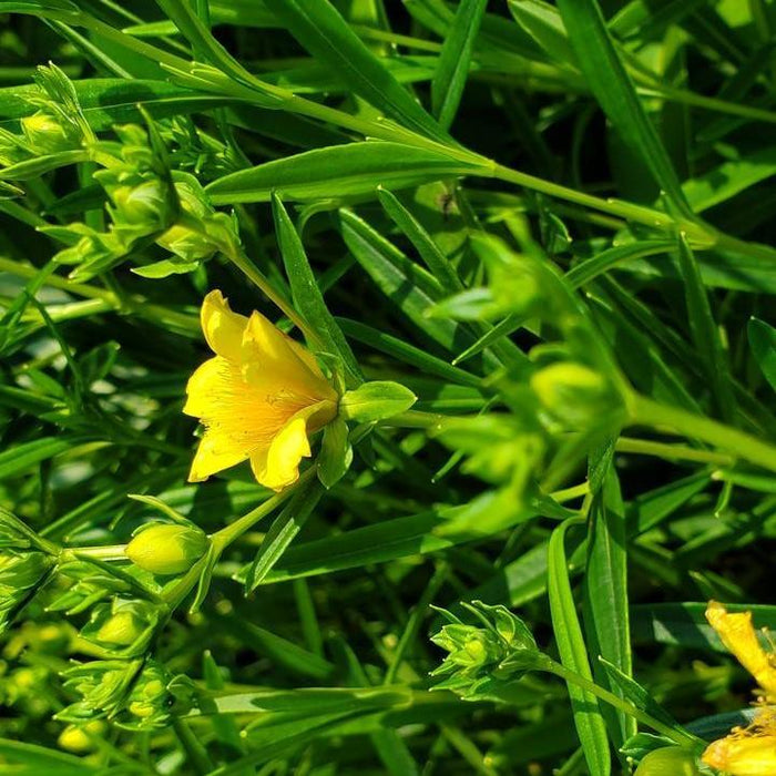 St. John's Wort, Gemo St. John's Wort