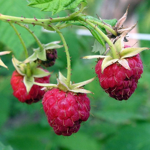 Raspberry, Meeker Red Raspberry, 2 gal (10-15 in)