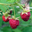 Raspberry, Meeker Red Raspberry, 2 gal (10-15 in)