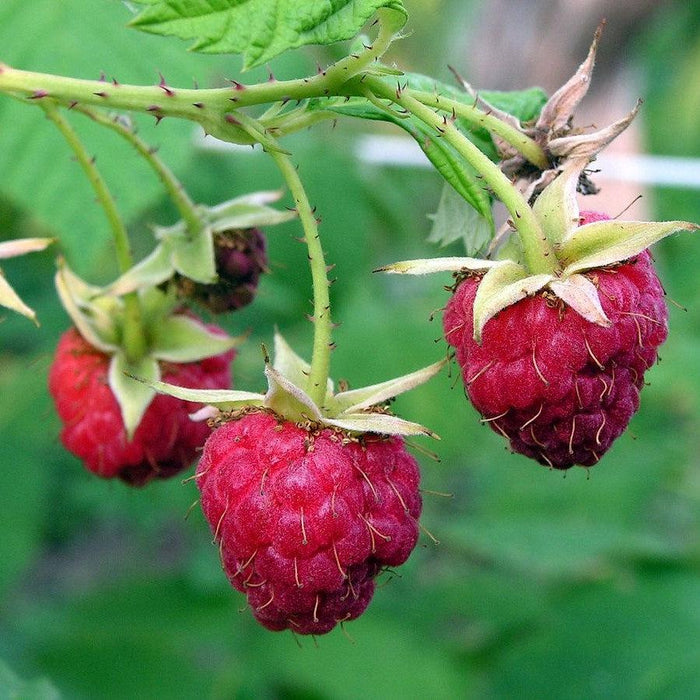 Raspberry, Meeker Red Raspberry, 2 gal (10-15 in)