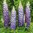 Lupine, Westcountry™ King Canute Lupine