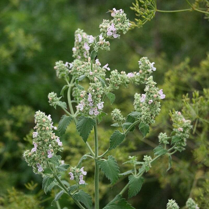 Catnip