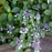 Hydrangea, Blue Billow Hydrangea