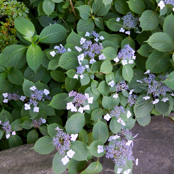 Hydrangea, Blue Billow Hydrangea