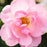Rose, Knock Out® Peachy Rose