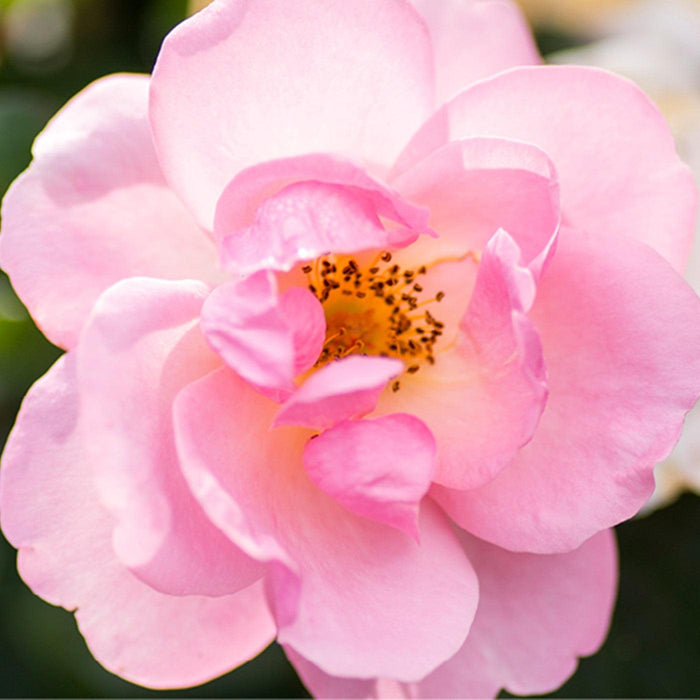 Rose, Knock Out® Peachy Rose