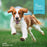 Fromm Nutritionals Digestive Digestion Functional Dog Treats, 6oz