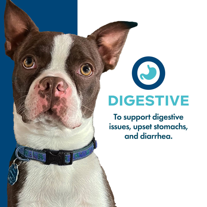 Fromm Nutritionals Digestive Digestion Dog Food Supplement, 13oz can