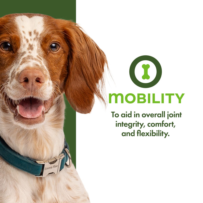 Fromm Nutritionals Mobility Dog Food Supplement Pâté, 13oz