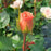 Rose, Emily Bronte Rose
