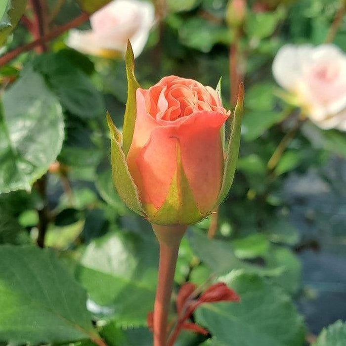 Rose, Emily Bronte Rose