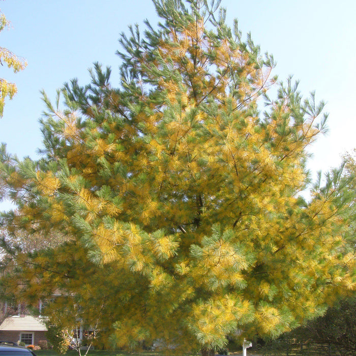 Pine, White Pine