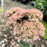 Sedum spectabile 'Autumn Joy'  - Autumn Joy Stonecrop