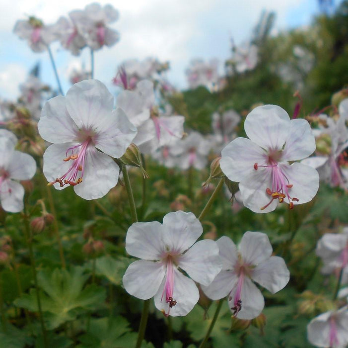 Cranesbill, Biokovo Cranesbill
