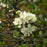 Plum, Beach Plum