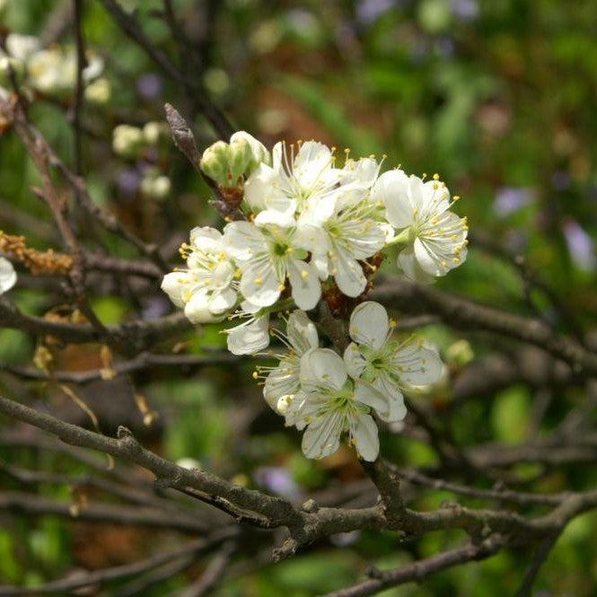 Plum, Beach Plum