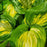 Hosta, Avocado Hosta