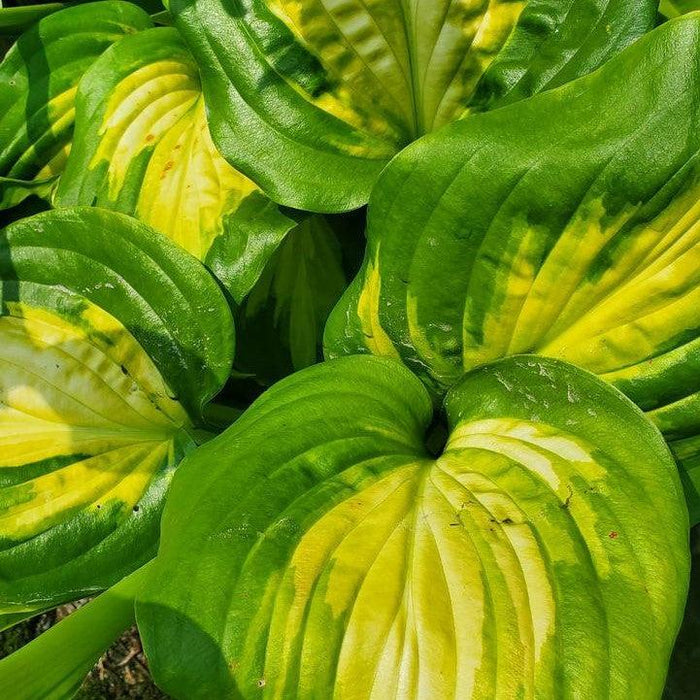 Hosta, Avocado Hosta