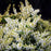 Pieris, Cavatine Pieris