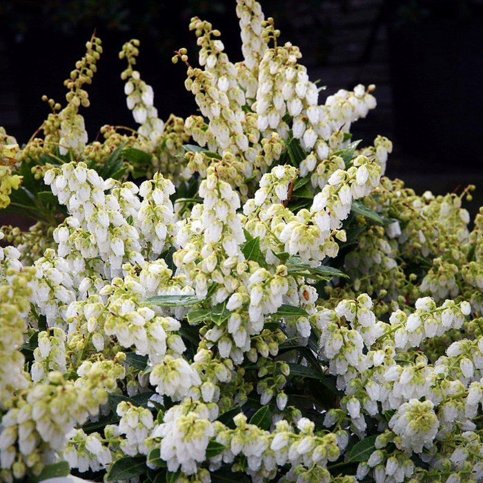 Pieris, Cavatine Pieris