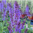 Salvia, Blue By You Meadow Sage