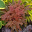 Coral Bells, PW® Fun and Games® Red Rover Coral Bells