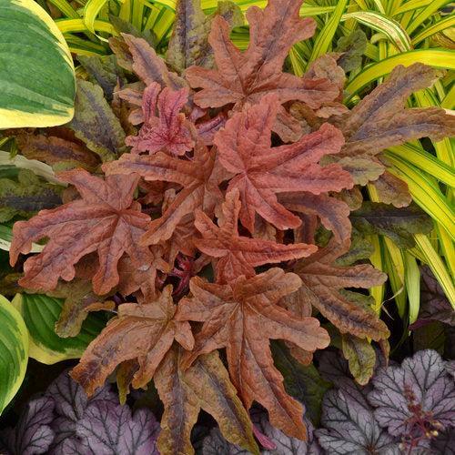 Coral Bells, PW® Fun and Games® Red Rover Coral Bells